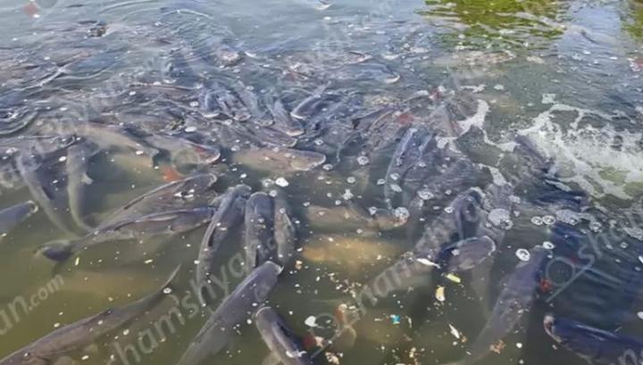 Վարդավառի լճում ձկների անկման պատճառը ջրում  թթվածնի պակասն է