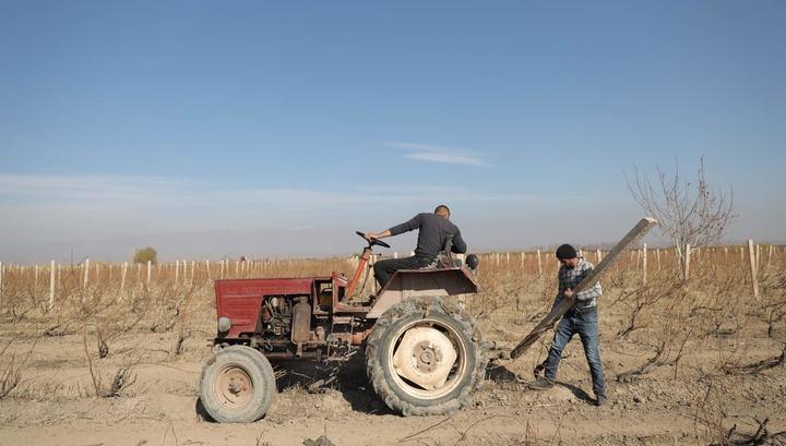 Արմավիրի մարզում քանդում են խաղողի այգիները․ «Հետք»