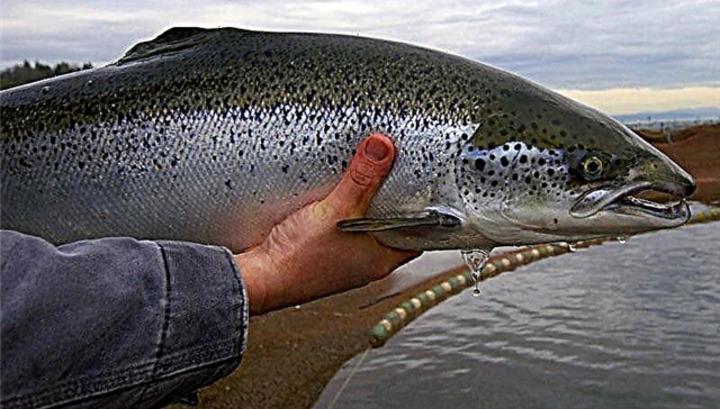 ՌԴ-ն օրեր առաջ հայտնաբերել է Հայաստանից ֆարերյան սաղմոնի մատակարարման անօրինական սխեմա․ Արթուր Թովմասյան