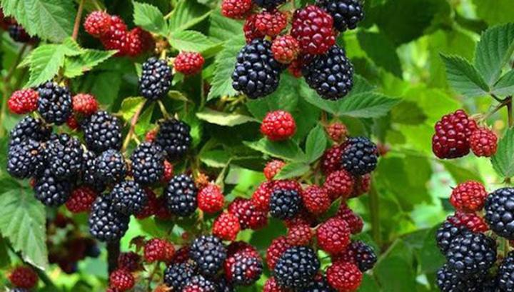 Փաշինյանը լավ լուր ունի․ մոշ շատ ենք արտահանել