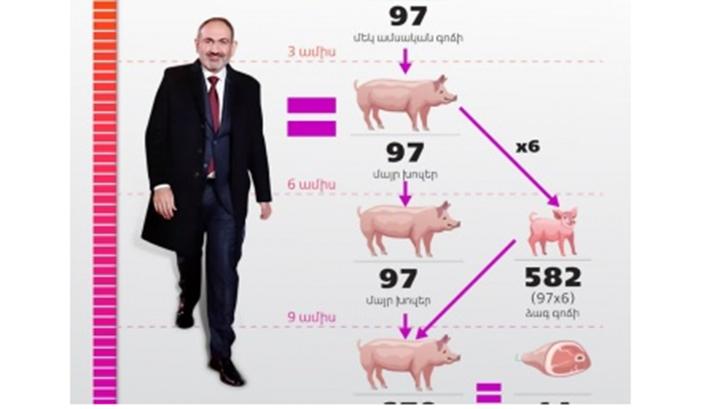 Փաշինյանի փոխարեն կարելի էր պահել 97 մայր խոզ և պետությունը տարեկան 17 մլն դրամ եկամուտ կստանար․ Politik.am