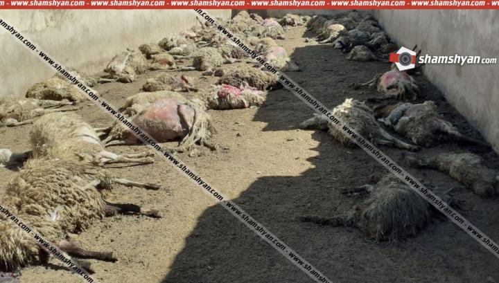 Նորակերտ գյուղում գայլերը 122 գառ ու ոչխար են հոշոտել