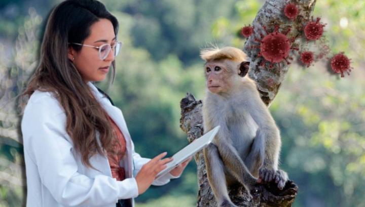 Ռուսաստանում հաստատվել է կապիկի ծաղկի առաջին դեպքը