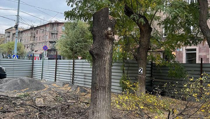 Զանգվածային ծառահատում՝ Մերգելյանի պուրակում. Քրիստինա Վարդանյան