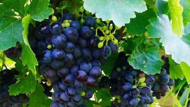 Հայաստանում խաղողի այգիներն անձնագիր կունենան․ նախարարություն