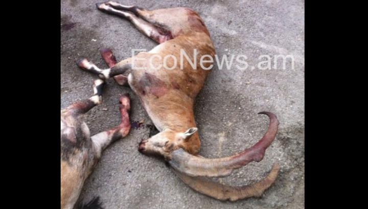 Եղեգիսում 3 որսորդները կարմիրգրքյան կենդանի են սպանել․ Econews.am