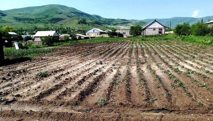 Ցանքատարածություններն ավելացել են, բերքատվությունը՝ պակասել. «Ժողովուրդ»