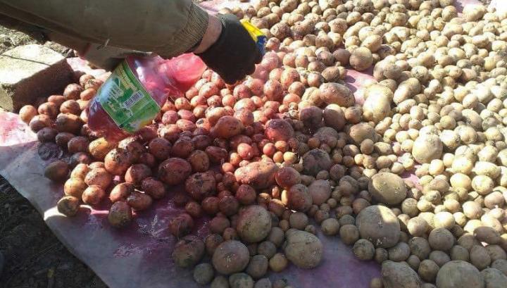 Պահեստներ ներմուծված կարտոֆիլի սերմը ենթարկվել է քիմիական մշակման․ Արցախի գյուղնախարարություն