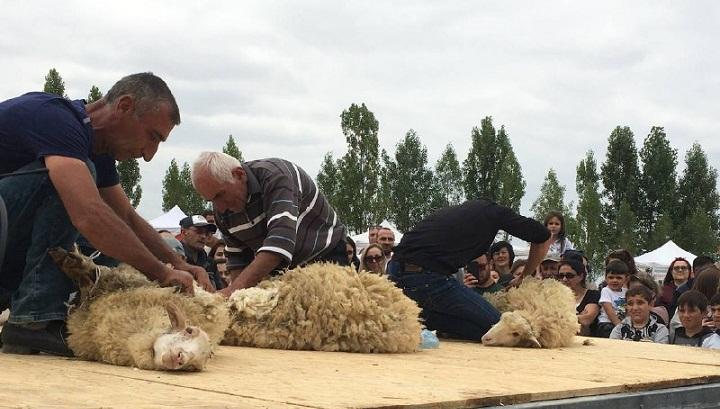 Ոչխարների խուզումից մինչև ազգային ուտեստներ ու համերգ. կայացավ «Մենք ենք, մեր սարերը» փառատոնը
