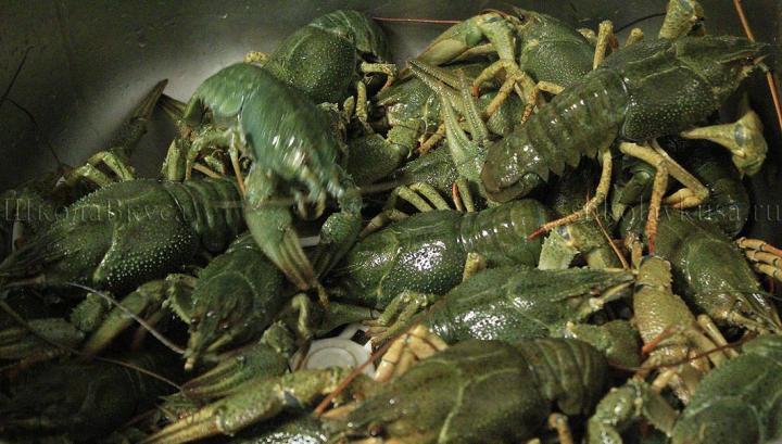 Խոշոր չարաչահումներով որսի հետևանքով վտանգվել է Սևանում խեցգետնի պոպուլյացիայի վերարտադրությունը