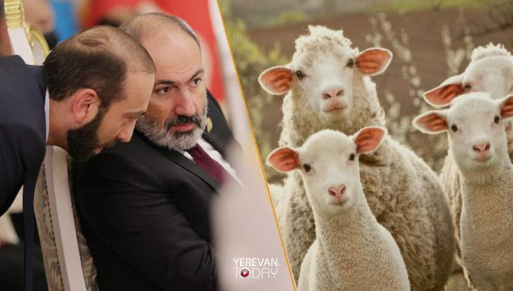 Պետությունը պետք է անասնապահությամբ զբաղվի, ով անի՞. Փաշինյանը չի կարողանում զսպել ծիծաղը