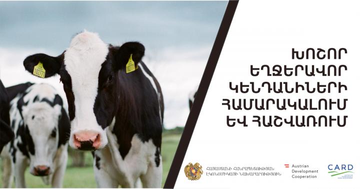 Հայաստանում անասուններին համարակալում են