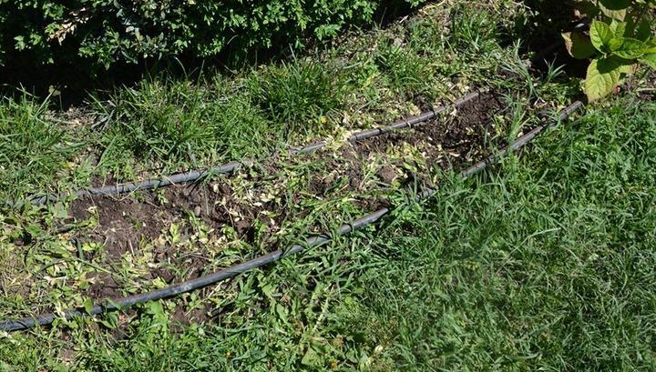 Գողանում են ծաղիկները, ծաղկասածիլները, կոտրում են նորատունկ ծառերը