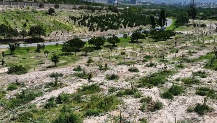 Եռաբլուրում ծնողների հիմնած անտառպուրակն արդեն բերք է տվել