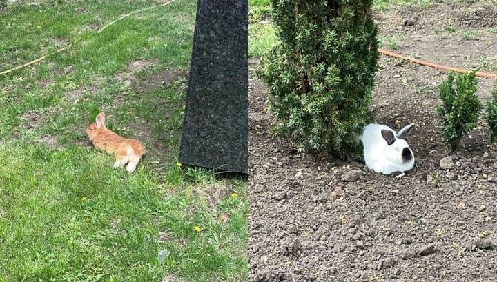 Խորհրդարանի ղեկավարությունը որոշել է ճագարներ բազմացնել. «Հրապարակ»