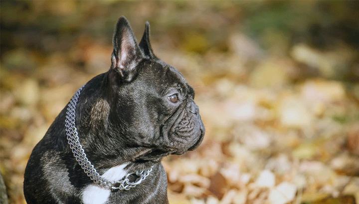 Հարկադիր կատարման ծառայությունը շներ է աճուրդի հանել․ «Ժողովուրդ»