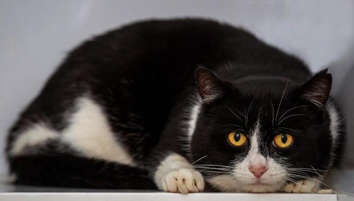 Կատուն թմրանյութ և հեռախոսաքարտեր է տարել ՔԿՀ