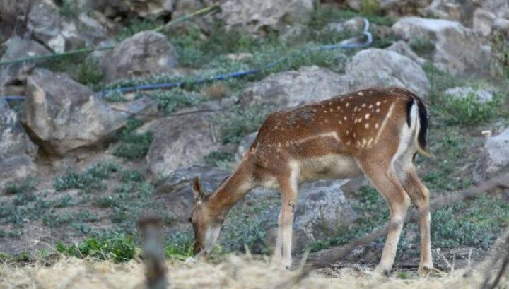 Տավուշում եղջերուն հարձակվել է պահակի վրա, վերջինիս «դեմքի ջնջխված վերքեր» ախտորոշմամբ հիվանդանոց են տեղափոխել