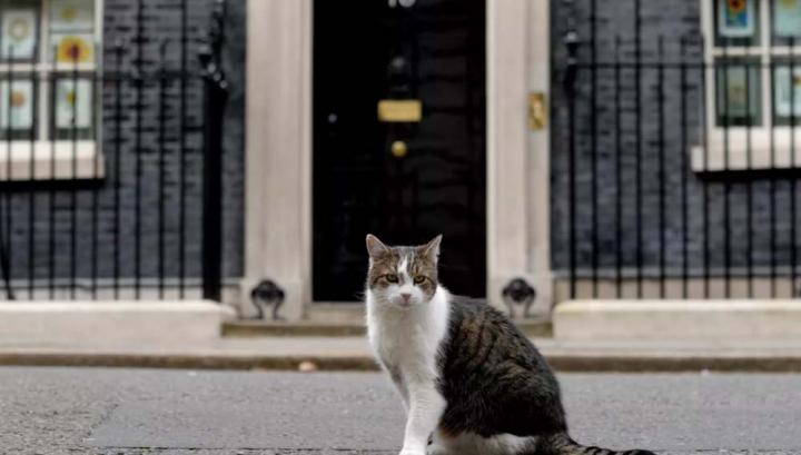 Հայտնի Լարի կատուն հաստատել է, որ վարչապետ Բորիս Ջոնսոնը լքել է նստավայրը