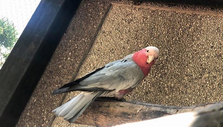 Կենդանաբանական այգուց անհետացած վարդագույն կակադուն 9 ամիս անց գտնվել է